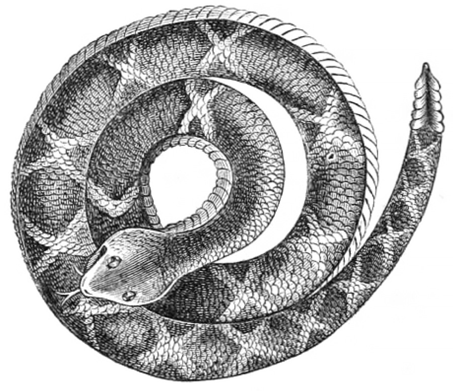 Snakes