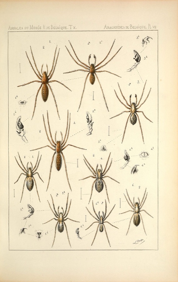 Spiders